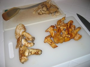 Mushroom Specimens Mushroom Specimens